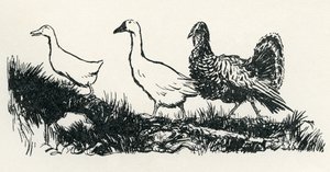 Gallinella