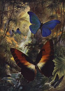 Belle farfalle: i due morphos più belli (litografia a colori)