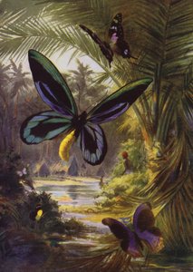 Belle Farfalle: Troides Alexandrae, la più grande di tutte le farfalle