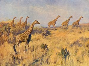 Un Branco di Giraffe da Arthur Wardle