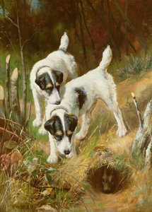 Terrier a caccia di conigli