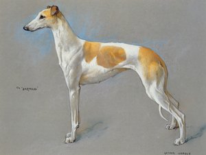 La campionessa levriero bianco e fulvo 