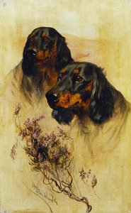 Due Setter Gordon da Arthur Wardle