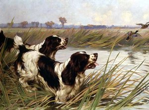 Due Springer che inseguono anatre mallard da Arthur Wardle