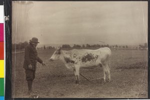 Mucca - Welser Schecke