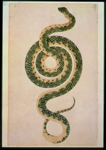 Serpente (incisione) da Artist Unknown