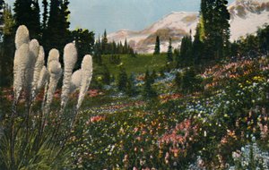Erba del cesto indiano che cresce nel Parco Nazionale del Monte Rainier, c.1916