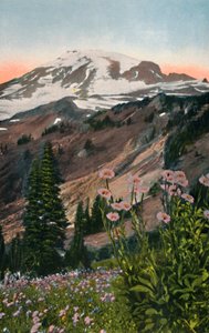Astri viola, nel Parco Nazionale del Monte Rainier, c1916 da Asahel Curtis