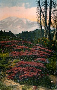 Erica viola che cresce nel Parco Nazionale del Monte Rainier, c1916 da Asahel Curtis