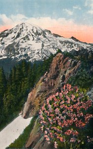 La primula sul Monte Rainier, c1916