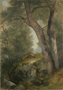Albero di noce a Hague, Lake George, NY, 1862