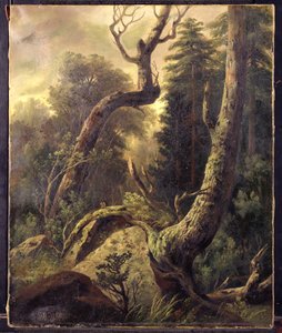 Paesaggio forestale