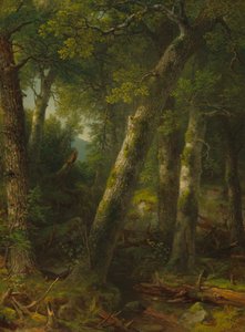 Foresta nella luce del mattino