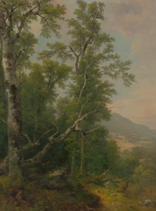 Studio di alberi