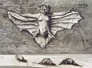 Cattus volans, 1667 da Athanasius Kircher