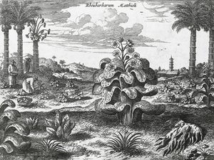 Pianta di rabarbaro, incisione da monumenti della Cina da Athanasius Kircher