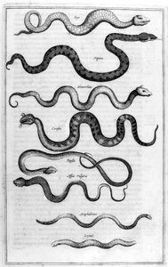 Serpenti, 1675