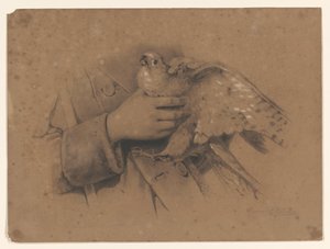 Falco pellegrino catturato in mano da August Allebe
