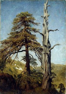 Studio di alberi, Norvegia