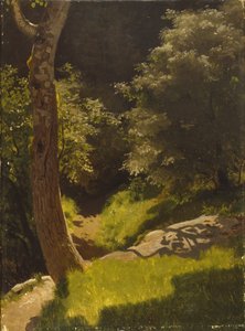 Paesaggio del parco con sentiero del giardino