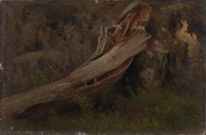 Studio di un tronco in decomposizione