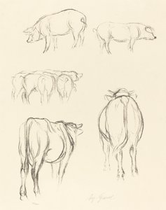 Schizzi di animali