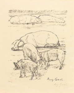 Maiali