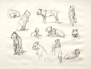 Studio di Cani
