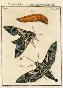Farfalla Daphnis neri da August Johann Rösel von Rosenhof