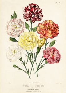 Varietà di garofani arborei, Dianthus caryophyllus: Ariadne 1, Bellezza 2, Garibaldi 3, Perfezione 4, Regina dei Bianchi 5, Regina dei Gialli 6 da Augusta Innes (after) Withers