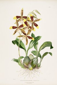 Rossioglossum grande da Augusta Innes Withers