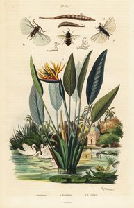 Mosca soldato, fiore di gru, 1834-1839 (incisione)