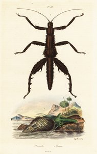 Bastone del diavolo spinoso e conchiglia di fagiano australiano da Auguste Dumenil