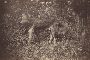 Studio di un cane, fine anni 