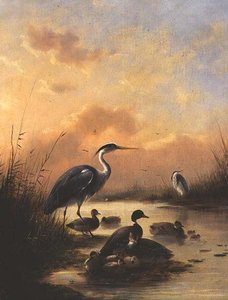 Una famiglia di germani reali e due aironi da Augustus Knip