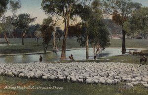 Un bel gregge di pecore australiane