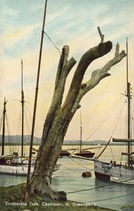 Albero dell