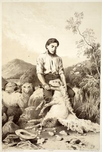 Tosatura delle pecore, da La storia dell