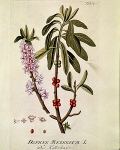 Botanica: "Bois-joli" (Bois joli) (o Bois-gentil, Bois gentile) (Daphne mezereum) Tavola tratta da "Medicinalium secundum Linnaei Digestarum" di Joseph Jacobi Plenck (1735-1807) 1788-1803 Collezione privata da Austrian School