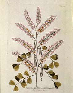 Botanica: "Campeche" (Haematoxylon campechianum) Tavola tratta da "Medicinalium secundum Linnaei digestarum" di Joseph Jacobi Plenck (1735-1807) 1788-1803 Collezione privata da Austrian School