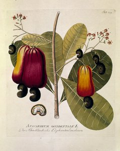 Botanica: “Anacardi” (Anacardium occidentale) Tavola tratta da “Medicinalium secundum Linnaei digestarum” di Joseph Jacobi Plenck (1735-1807) 1788-1803 Collezione privata da Austrian School