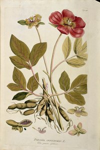 Botanica: 