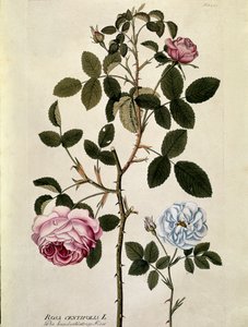Botanica: Rosa centifolia. Tavola tratta da 
