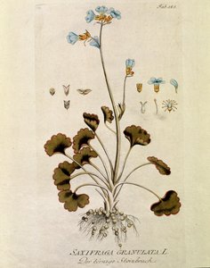 Botanica: "Sassifraga granulata" Tavola tratta da "Medicinalium secundum Linnaei Digestarum" di Joseph Jacobi Plenck (1735-1807) 1788-1803 Collezione privata da Austrian School