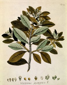 Botanica: 