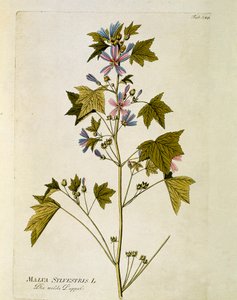 Botanica: "grande viola" (Malva sylvestris) Tavola tratta da "Medicinalium secundum Linnaei digestarum" di Joseph Jacobi Plenck (1735-1807) 1788-1803 Collezione privata da Austrian School