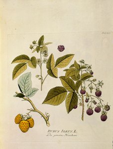 Botanica: 