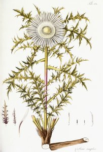 Carlina Simplex da Austrian School
