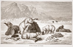 Gli orsi polari attaccano i nostri bagagli, pub. Vienna 1876 da Austrian School