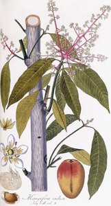 Mangifera indica da Austrian School